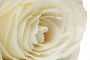Weiße Rose Nahaufnahme