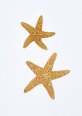 Fototapeta na wymiar starfishes on white background