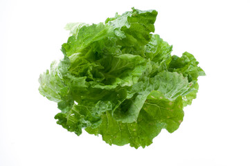 Fresh lettuce isolated on white background