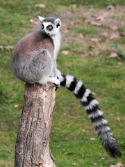 Ring-tailed lemur (Lemur catta) sitting on a log