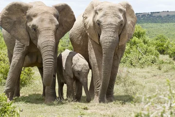 Türaufkleber Elefantenfamilie © bondsza