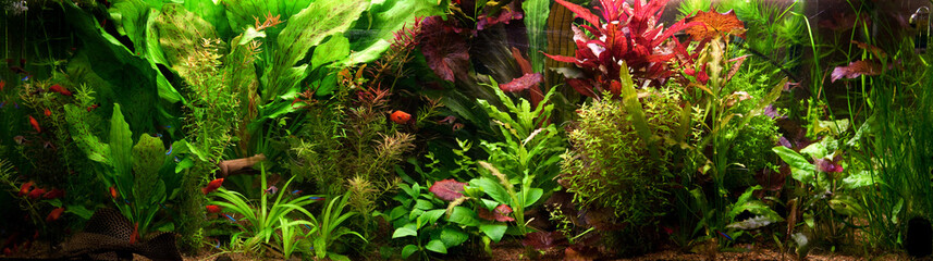 Decorative Aquarium