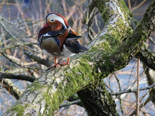 Mandarinente im Baum