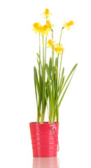 Beautiful yellow daffodils in flowerpot isolated on white