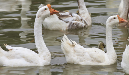 Family of geese floating in the water.