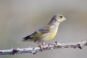 Greenfinch