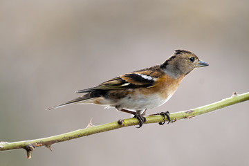 Brambling