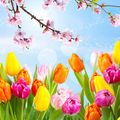 bunte Blumenwiese