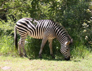 Fototapeta na wymiar zebra w Afryce
