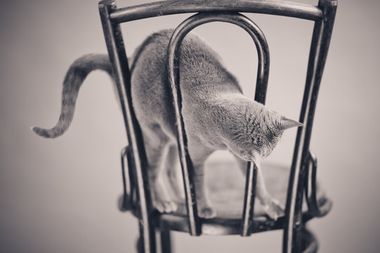 Russisch Blau Katzenportrait