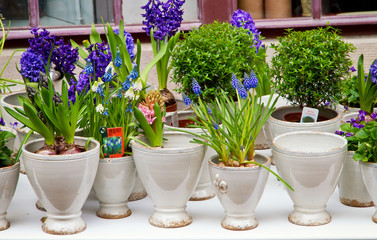 Frühlingsboten