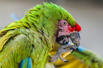 Ara militaire qui mange © PicsArt