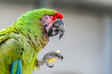 Perroquet ara militaire en train de manger © PicsArt