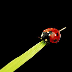 ladybug isolated on black