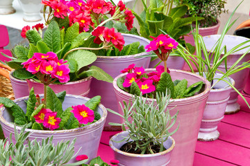 Blumentöpfe auf dem Gartentisch