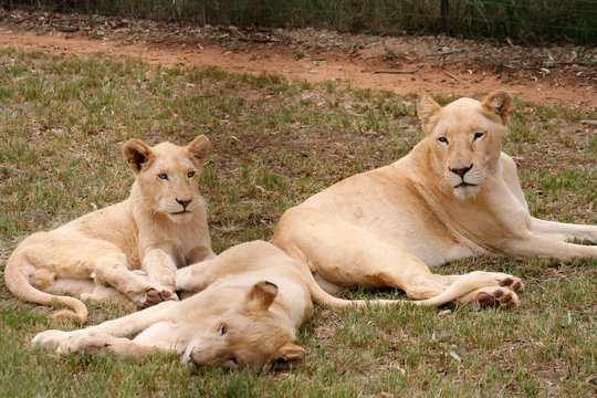 gruppo di leonesse e leoncini