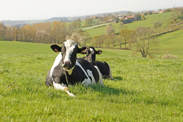 Vaches allongées