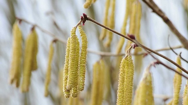Haselnuss Bl&uuml;te