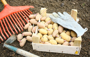 plantation de pomme de terre