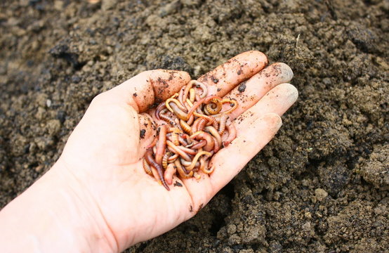 tas de lombrics de compost