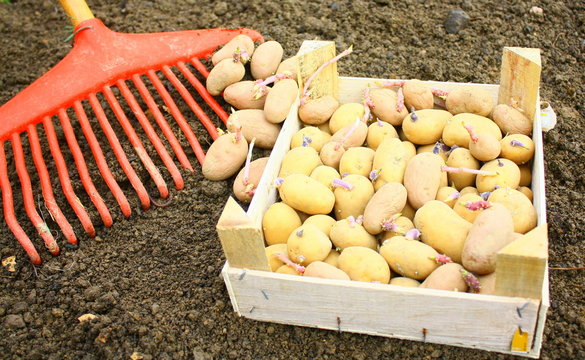 cageot de patates germ&eacute;es pour planter