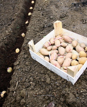 planter les patates nouvelles