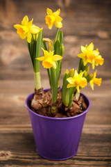 Daffodils