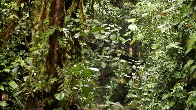 Small waterfall in cloud forest in Mindo, Ecuador