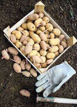 plants  de patates germ&eacute;s pour plantation