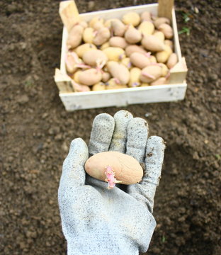 plant  de patate germ&eacute;e pour plantation
