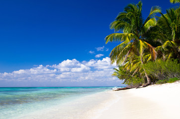 Beach and Palm tree