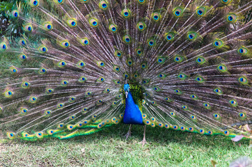 Obraz premium peacock