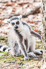 Lémurien maki catta