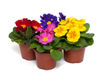 assorted primula flowers in pots