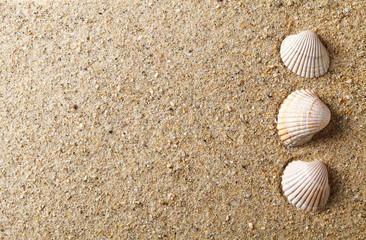 Shell On Sand