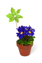 colorful flower in pot and pinwheel