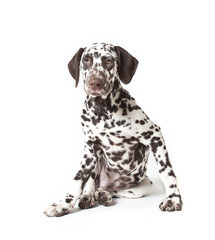 dalmatian puppy