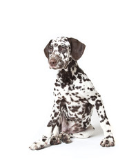dalmatian dog puppy