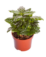 Coffee tree (coffea)