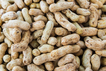 Obraz premium Bean