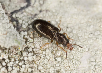 Salpingus planirostris on wood, extreme close-up