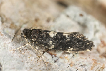 Small moth, extreme close-up with high magnification