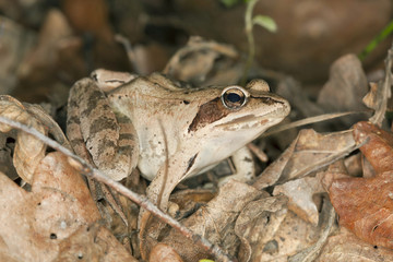 Frog among dry leafs, macro photo