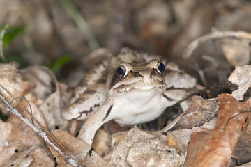 Frog among dry leafs, macro photo