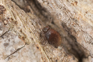 Sminthuridae springtail on wood, extreme close-up