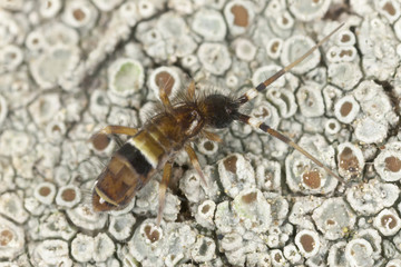 Springtail (Collembola) sitting on lichen, extreme close-up