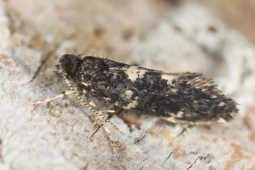 Small moth on wood, extreme close-up with high magnification