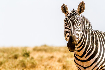 Zebra in Kenya's Tsavo Reserve