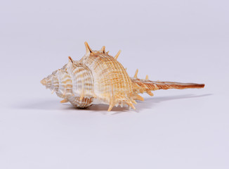 Obraz premium Seashell