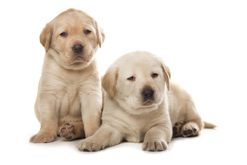 Labrador Retriever puppies